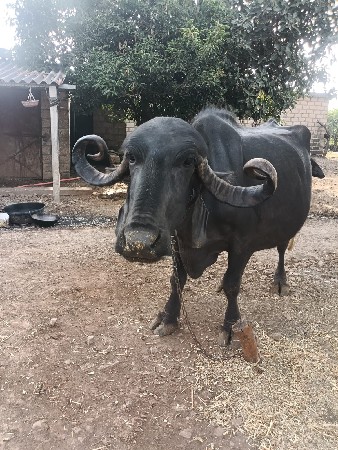 ભેસ વેશવાનિ છે