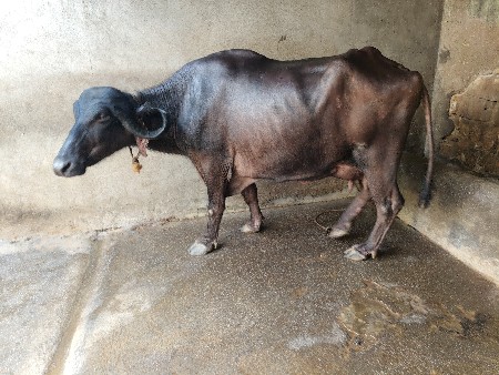 જાફરાબાદી ત્રોપલી