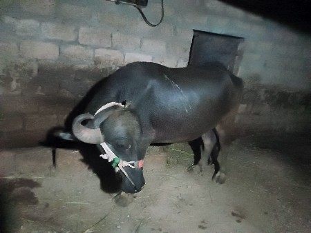 બીજી વેતરની ખડેલી વેશવાનીછે છે