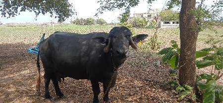 ભેસ વેચવાની છે
