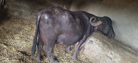 ભેંસ