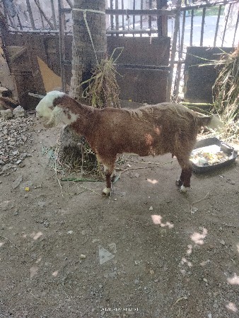 બકરી વેચાવ છે બે
