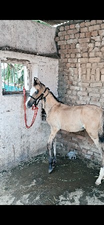 vaseri vesva ni se sata પણ karva na