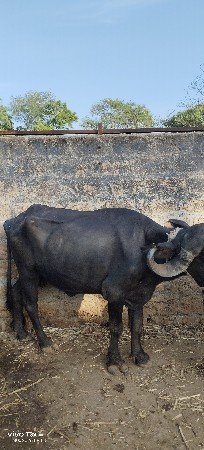 ભેંસ વેચવાની છે