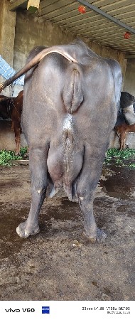 3 vetar