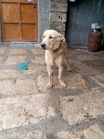 કૂતરો વેચવાનો છે