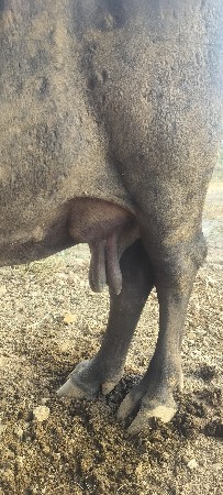 ભેશ વેચવા ની છે