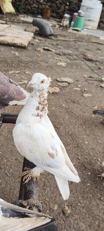ફૂલ સાઈજ મા  બને