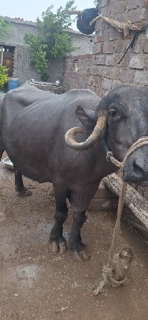 વેચવાનિ છે