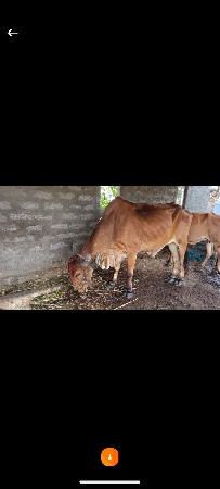 બળદ વેચવાનો છે