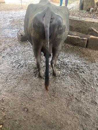 ભેંસ વેચવાની છે