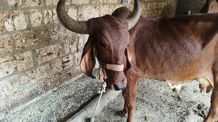 ખાતર