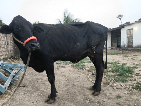 એચએફ ગાય વેચવાની છે