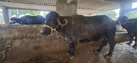 ભેંસ વેચવાની છે