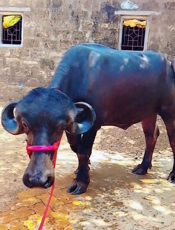 આ ખડાઈ વેચવાની છે