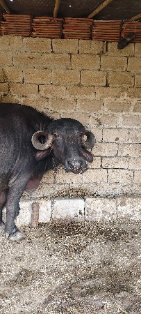 ભેંસ વેચવાની છે