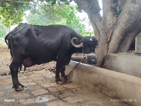 ભેંસ વેચવાની છે