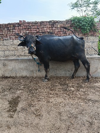 ખરેડી વેચવાની છે