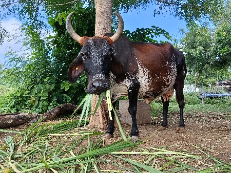 જર્સી ગાય વેચવાની છે