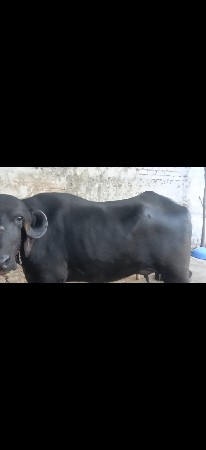 ભેંસ વેચવાની છે 5 દિવસ થયાં