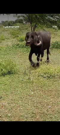 પાડો વેચવાનો છે