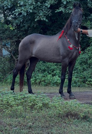 ઘોડી વેચવાની છે