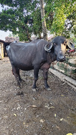 khadeli