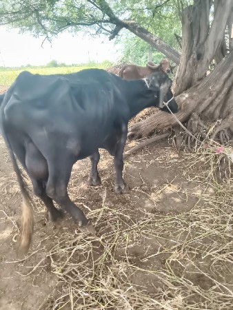 આ ભેશ વેચવાની છે