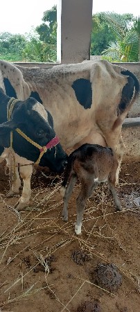વેસવાનિ સે