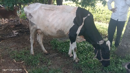 ગાય વેશવાની છે.
