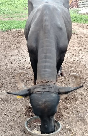 ભેંશ વેચવા ની છે