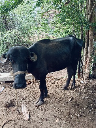 વેચવાનુ છે