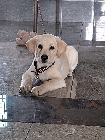લેબરા ડોગ મેલ