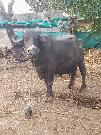 ભેસ