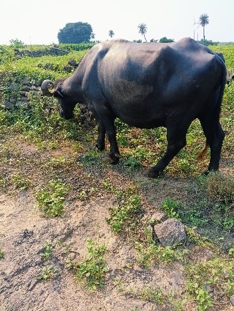 ભેંસ વેચવાની છે