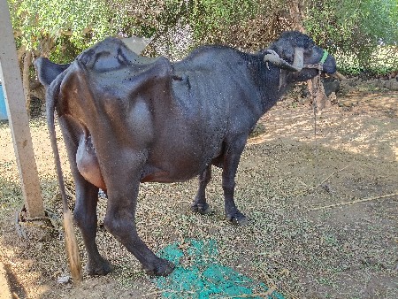 ભેંસ વેચવાની છે