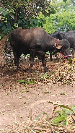 પેલ વેતરી ખડેલી વેચવાની છે