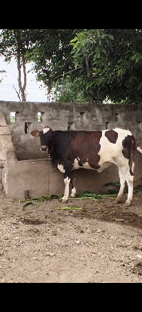 આ વાસડી વેશવાની છે
