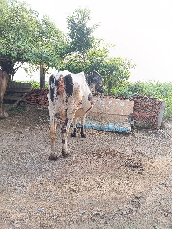 ગીર ક્રોસ ગાય વેશવાની છે
