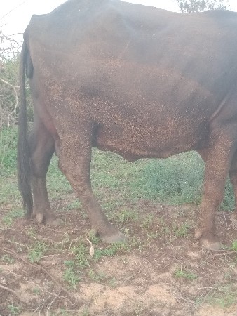 વેસાવાનિ