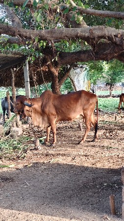 ગાય વેચવાની છે