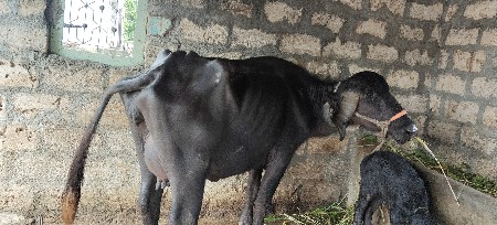 બીજા વેતનની ખડેલી  દિવસની વીણેલી