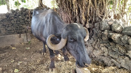 ભેંશ વેચવાની છે
