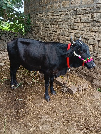HF ક્રોશ હોડકી વેશવાની છે