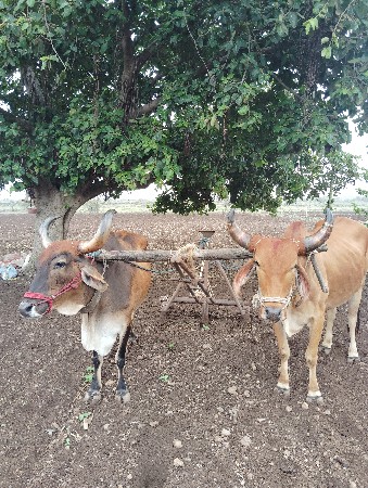 3 વાવણી વાવેલછે  સાવ શોજા