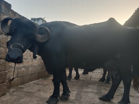 ભેંસ