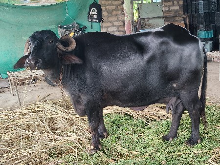 ભેંસ વેસવાની છે