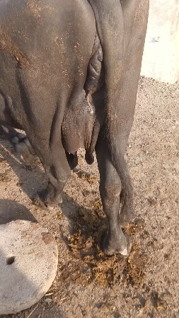 ભેંસ વેચવાની છે