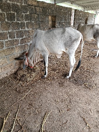 કાંકરેજ ઓઙકી બેસવાની છે