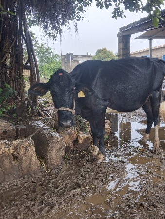 એસબવોડકી વેસવાનીછે
